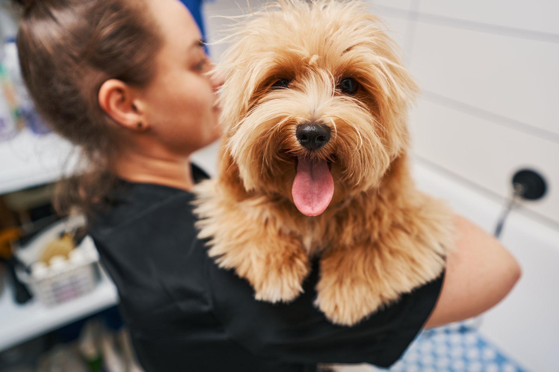 Happy golden retriever with loving groomer