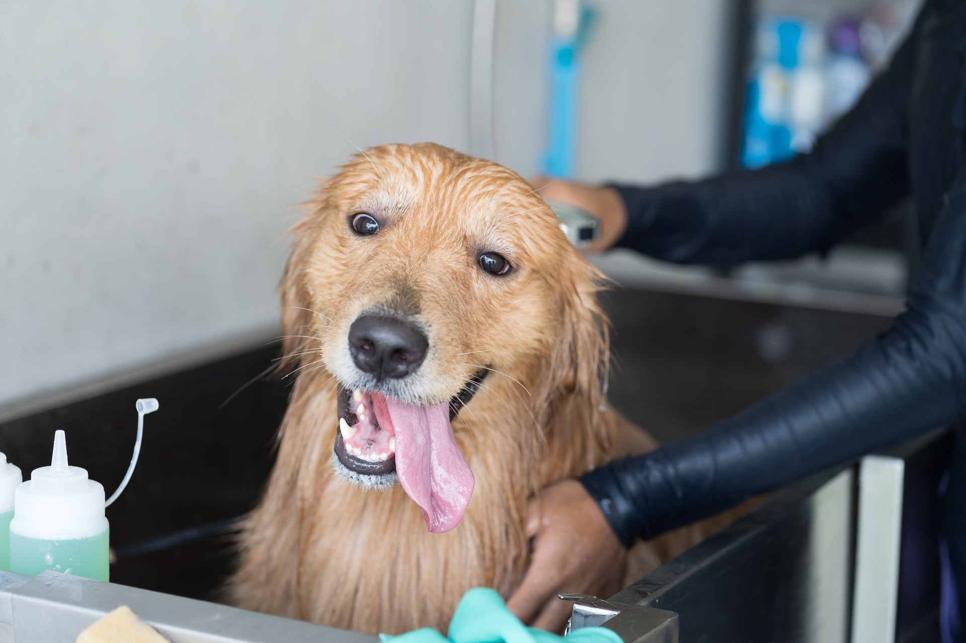 Dog being bathed in grooming salon