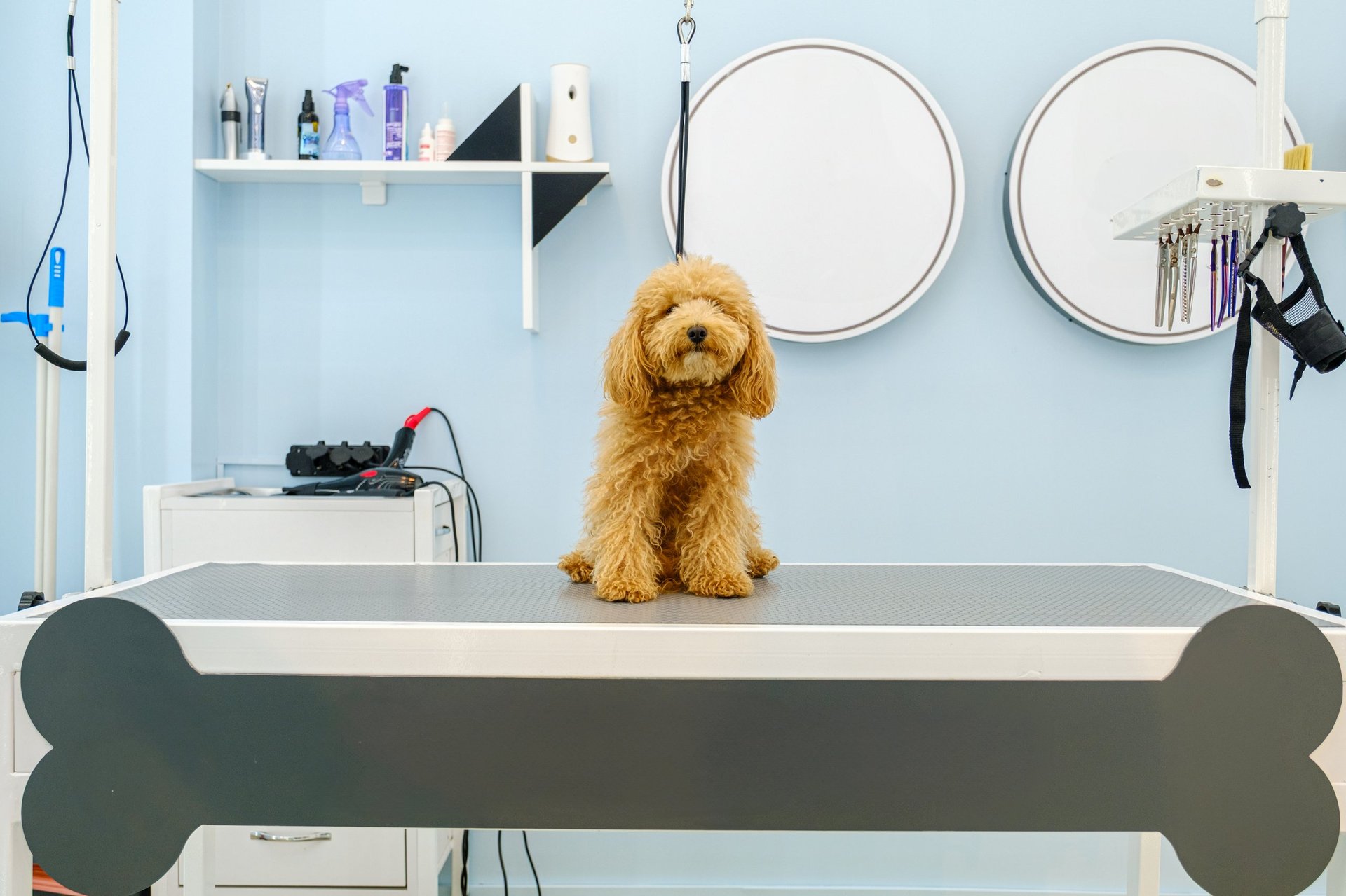 Professional groomer with poodle