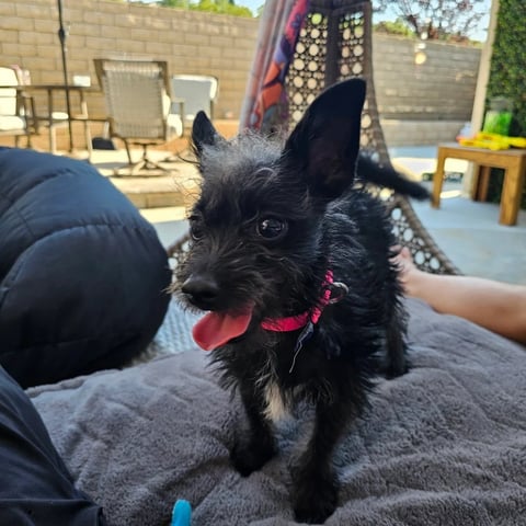 Black dog with tongue out wearing a pink collar, sitting on owners lap in a sunny backyard