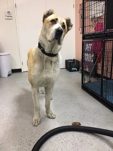 Large tan and white dog standing indoors looking upward, wearing a black collar