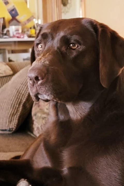 A dark brown Labrador Retriever sitting indoors on a beige couch, looking upward with a gentle expression