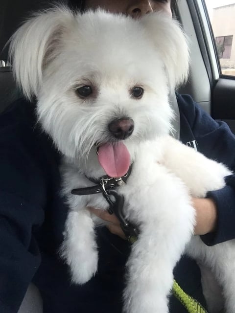 White fluffy dog with tongue out sitting on persons lap in a car, wearing a collar with a tag