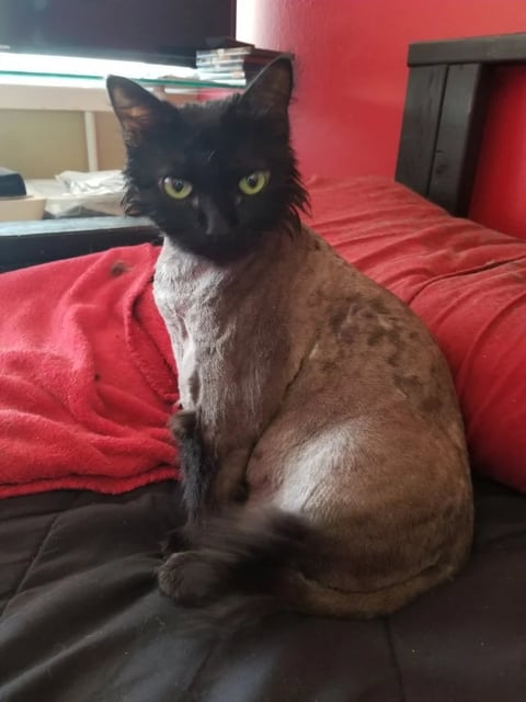 Siamese or colorpoint cat with black head and tan body sitting on red and black bedding, looking at camera with yellow-green eyes