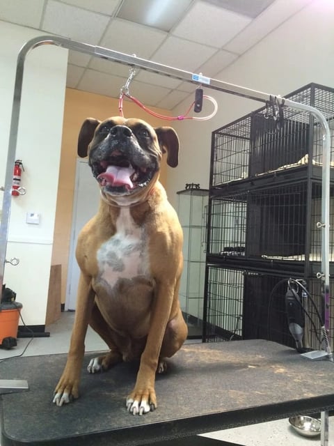 Brown boxer dog sitting on table with white chest patch, mouth open, in veterinary clinic with cages in background