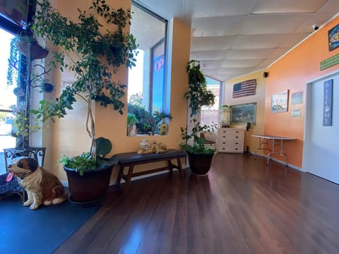 Bright interior space with hanging plants, wooden furniture, dark flooring, and a golden retriever dog sitting on blue mat by window