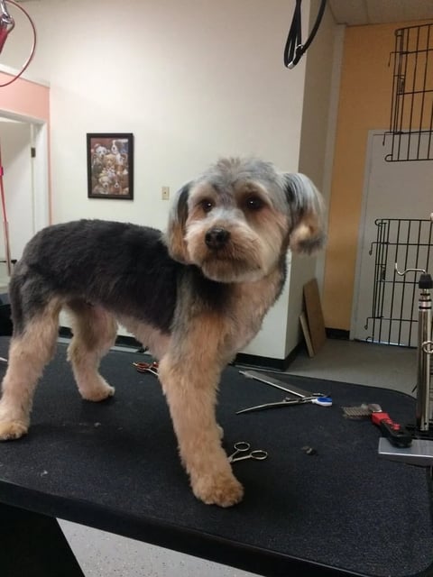 Terrier mix dog standing on a grooming table in a salon, recently groomed with gray and white coat, looking at camera