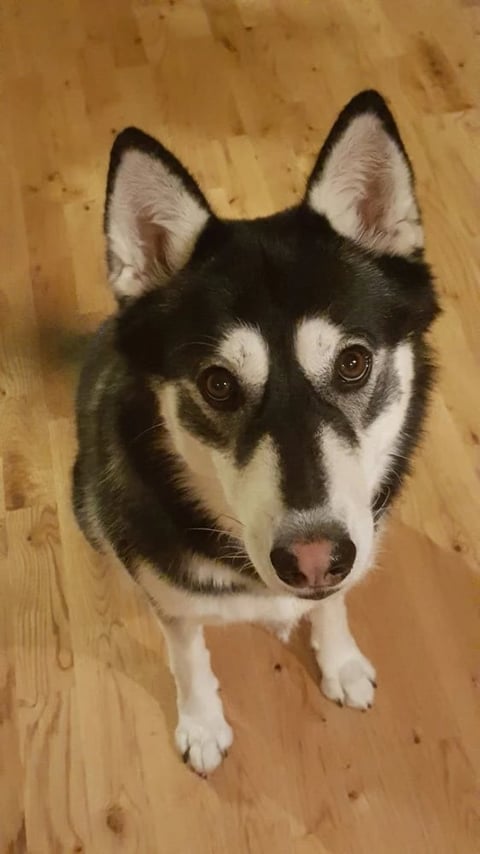 Black and white husky dog looking up at camera on wooden floor