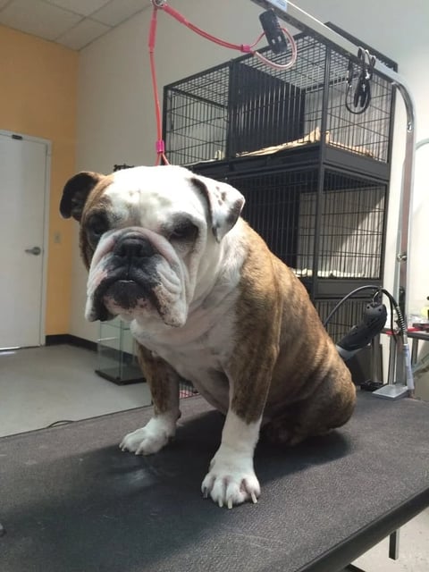 Brown and white bulldog sitting on table in veterinary clinic with metal cage and equipment in background