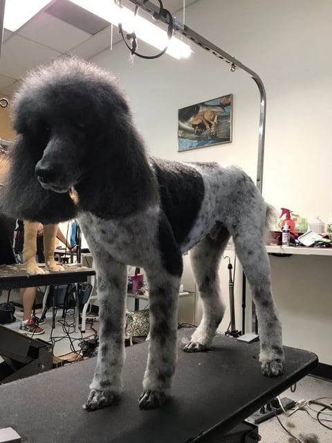 Freshly groomed black and gray Standard Poodle standing on a grooming table in a professional pet salon