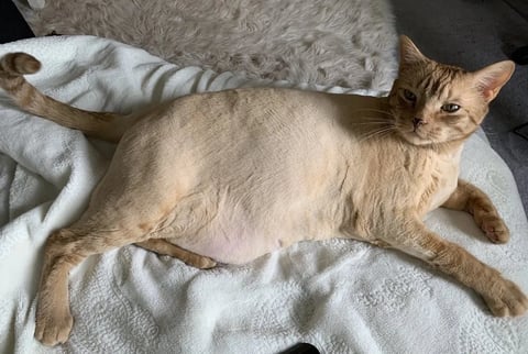 An orange tabby cat lying on its back on a white towel, looking upward at the camera with its paws stretched out