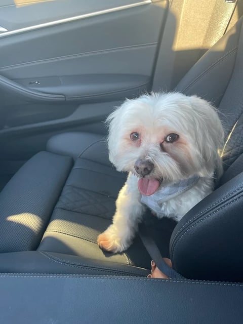 White fluffy dog with tongue out sitting in car back seat with sunlight streaming through window