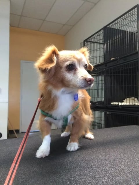 Small tan and white dog wearing blue collar and harness on leash indoors next to black crate