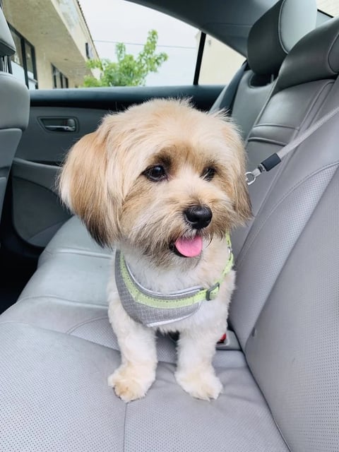 Fluffy cream-colored dog with tongue out sitting in car back seat wearing green harness