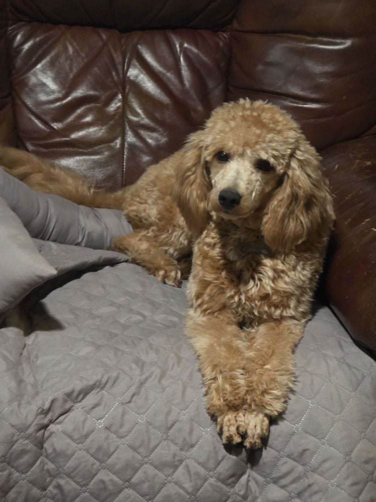 A tan Standard Poodle sitting on a gray cushion against a brown leather couch, looking at the camera