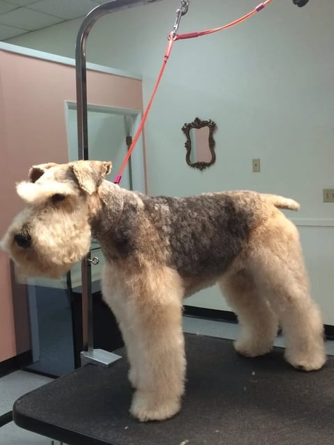 Terrier dog with fluffy tan and gray coat being groomed on table with metal stand and red leash in veterinary clinic