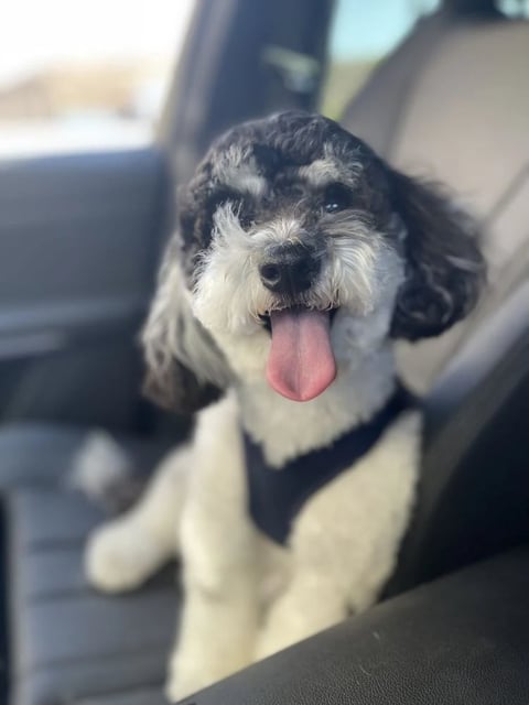 Black and white dog with tongue out, sitting in car back seat, wearing collar